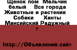 Щенок пом. Мальчик белый  - Все города Животные и растения » Собаки   . Ханты-Мансийский,Радужный г.